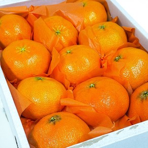 프리미엄 고당도 선물 제주 레드향, 1개, 3kg (실속형 12-14과)