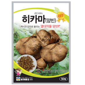 히카마 씨앗 얌빈30립 생식 샐러드용 당뇨에좋은 멕시코감자 맥시코감자 종자 아시아 종묘, 1개