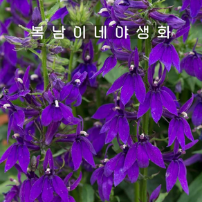 청화숫잔대 블루 [4포트 복남이네야생화 모종 로벨리아 lobelia], 4개