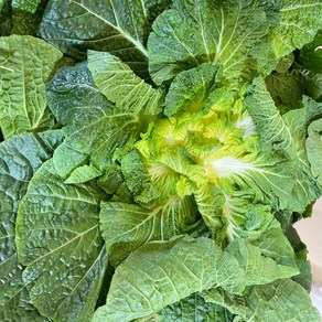 [더자인] 해풍맞은 진도 봄동, 1개, 3kg