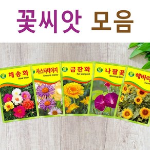 살아있는 꽃씨 야생화 키우기 다년생 채송화 다알리아 달맞이꽃 해바라기 맨드라미 봉선화 코스모스 메리골드 패랭이 접시꽃 사루비아 구절초 유채 백일홍 금잔화 꽃씨앗, S- 꽃씨-금잔화, 1개