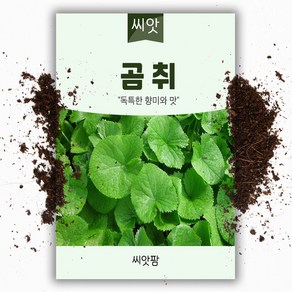 곰취씨앗(100립)