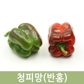 국산 청피망(반홍) 10kg 5kg 피망혼합 두리반농산, 1개