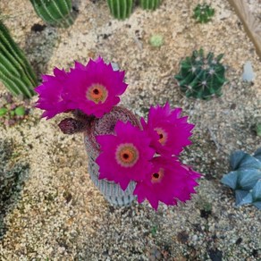 [수암다육] 자태양 단품 Echinoceeus igidissimus ssp. ubispinus 다육 다육이 다육식물 국민다육 277, 1개