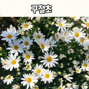 구절초(3치 포트) 흰색꽃 가을 야생화 구절초 모종, 1개