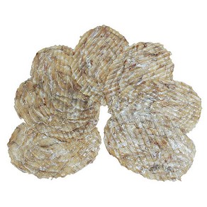 포항마트 맛있는 중쥐포 / 참쥐포 쥐포 베트남쥐포, 1개, 중쥐포1kg