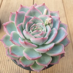 [수암다육] 실루엣 랜덤발송 Echeveria 'Silhouette' 다육 다육이 다육식물