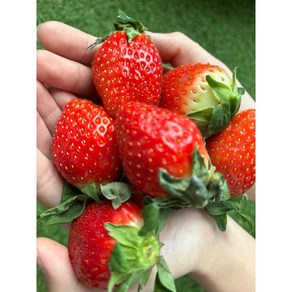 [산청 금실딸기] 당도 높은 국산 프리미엄 딸기 신선한 생딸기 직송, 1개, 500g 내외 (1팩)