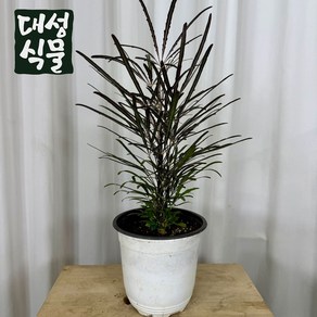 아랄리아 중형 15cm 아라리아 아라리오 디지고데카 감성 공기정화식물 인테리어 대성식물, 1개, 아라리오 15cm