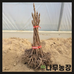 (나무농장) 두릅나무 민참두릅 삽목1년 묘목 ( 10주묶음 ), 1개