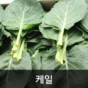 약수농장 국내산 쌈 케일2kg