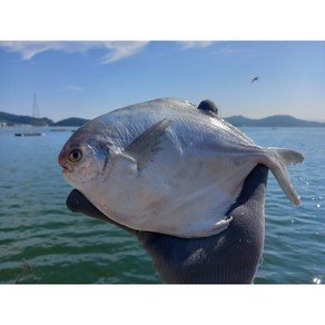 [국내산] 담백하고 부드러운 제철 생선 병어, 1박스, [best] 국내산 병어 3kg