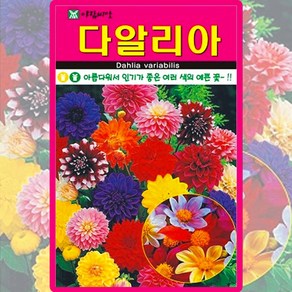 아람종묘 다알리아 씨앗 100립 혼색 다알리아 꽃씨 종자, 1개