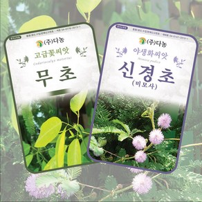 무초 씨앗 50립 + 신경초 씨앗 1g 2종 세트 꽃씨 야생화 종자, 1세트