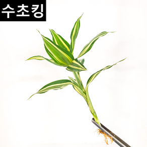 [수초킹] 산드리아, 3촉, 1개