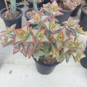 [수암다육] 썬스타 랜덤발송 Crassula rupestris 'High Voltage' (Sunstar) 랜덤발송 다육 다육이 다육식물