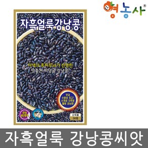 자흑얼룩 강낭콩씨앗 50립, 1개