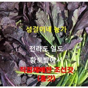 전라도 일도 황토밭. 직접 재배한 농사꾼. 조선갓 (홍갓) 자신있게 보내드려요.1kg 2kg 3kg 4kg 5kg 10kg, 1개, 1kg