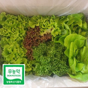 무농약 유럽 샐러드 채소 모듬 쌈 야채 상추 수경재배 1kg, 1개