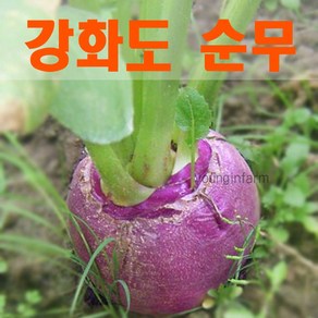 강화도 생산 가을 생 순무 5kg 무청 있습니다 [영인팜]