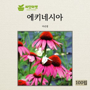 에키네시아 씨앗 100립, 1개