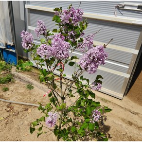 광일농원 라일락나무 80CM 이상묘목-(분) 개화주 화초키우기 향기나무, 1개