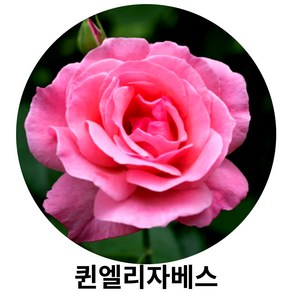 사계유럽장미 땅장미 장미나무묘목, 1개, 퀸엘리자베스