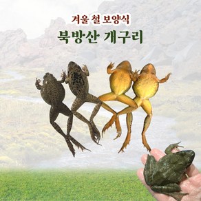 북방산 개구리 500g 식용 개구리 알이 탱글탱글 겨울철 보신용 매운탕 찜용, 1개, 대500g