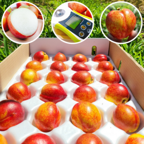 [백프로품질보증] 신비복숭아 산지직송 1년에 딱 2주, 1개, 1kg (실속과)