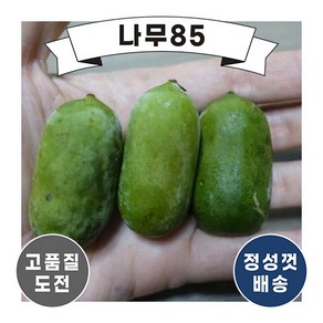 (나무85) 다래 용성2호 포트, 1개