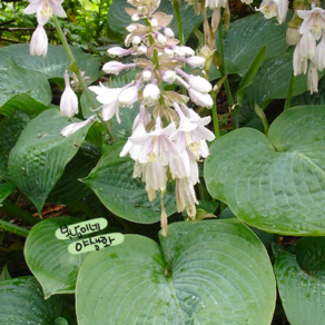 호스타 엘레강스 [1포트](복남이네야생화 모종 지피식물 반그늘식물 그라스 hosta), 1개