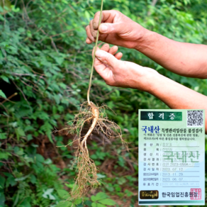 강원도 평창에서 직접 보내는 산삼 산양삼 산양산삼 장뇌삼 선물세트