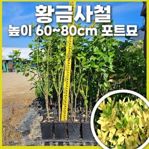 황금사철나무 포트묘 묘목 H60cm~80cm 생울타리 조경수 화단, 황금사철나무  H80cm~90cm, 1개