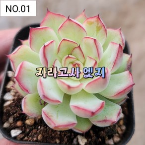 다육식물- 희귀 다육 100가지 모아보기, [NO. 01] 5.5cm 포트, 1개