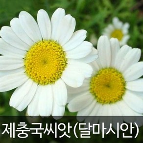 달마시안 제충국씨앗 제충국 씨앗 천연살충제 30알, 1개