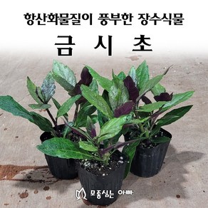 [모종심는아빠] 항산화물질이 풍부한 장수식물 금시초 모종, 1개