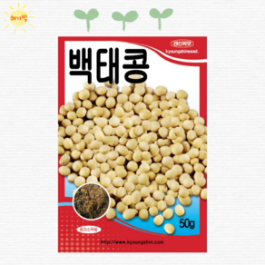 백태콩 30g 백태 흰콩씨앗 씨앗 씨 종자, 1개