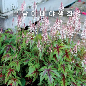 매화헐떡이풀 슈가앤스파이스 [1개 복남이네야생화 모종 티아렐라 tiaella], 1개