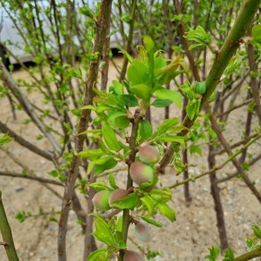 [모든원예조경] 왕매실나무 R4 (결실주) 분묘 매실묘목 유실수, 1개