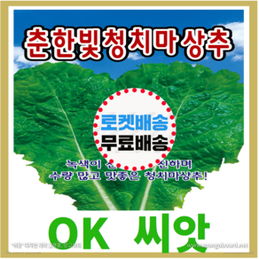 [OK씨앗] [춘한빛청치마상추(사계절)] 청치마상추씨앗 종자(오케이씨앗), 1개