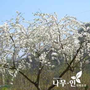 [나무인] 수양백도화 능수백도화 차량배송, 1개