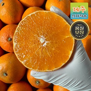 [산지직송] 당도선별 달콤한 제주 황금향, 1박스, 황금향(로얄과) 2kg