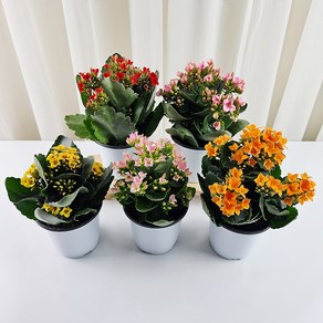 꽃집아가씨 (5그루)카랑코에 세트할인(1개당 3300원 무배)초특가, 카랑코에(색상랜덤), 5개