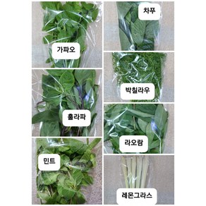 아시아채소 훌라파 가파오 레몬그라스 홈빼 라오람 바질 아시아바질 신선한채소 25g~100g 포장1Pack WORLDFOOD