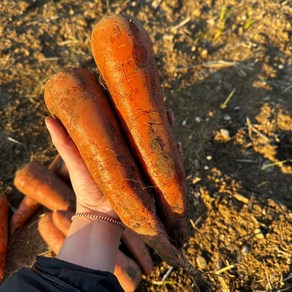 헤이팜팜 제주 구좌 당근 국내산 흙당근 못난이 주스용 2키로 3키로 5키로 친환경, 1박스, 중 3kg