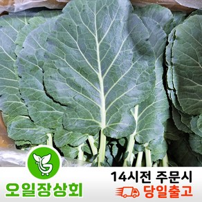오일장 상회 30한정 행사 국내산 쌈 채소 케일 2KG 4KG 내외, 1개