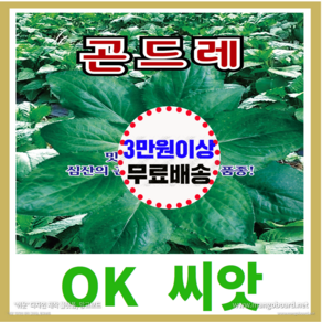 [OK씨앗] [곤드레] 곤드레씨앗 종자(오케이씨앗), 100개