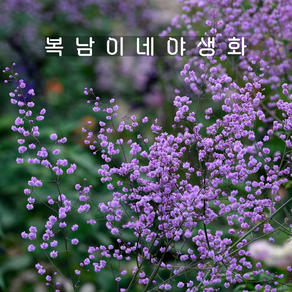 겹꿩의다리 휴이츠더블 [1개 복남이네야생화 모종 휴이트 탈릭트럼 thalictum], 1개
