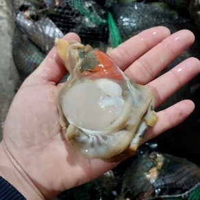 자연산 생물 손질 키조개 관자 회 구이 1kg 키조개탕, 1개, 1kg(8-14미 내외)