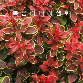 직립붉은매자 치키타 [1개 복남이네야생화 모종 매자나무 베르베리스 bebeis], 1개
